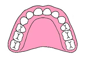 矯正治療後のきれいな歯並び